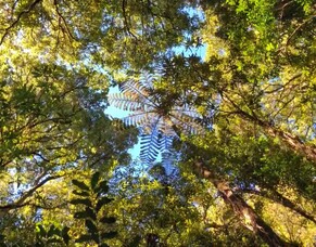 Moving towards Green Prescriptions