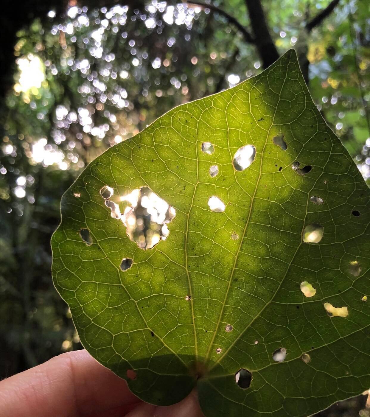 What Does Abundance In Nature Mean Chemistry