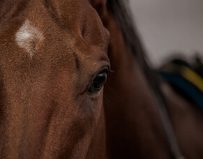 Wexford Way Back: Visions and the 1993 Auckland Cup