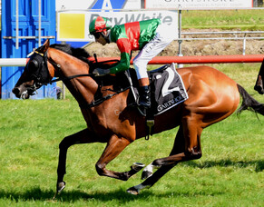 Asterix Admirable at Tauranga