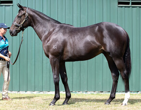 SHARES AVAILABLE | Lot 582 - Vadamos - Etosha Lass, Bay Colt