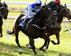 Sleeping Beauty In-Foal to Iffraaj