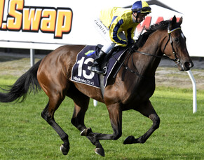 Matamata Runners - 24/7