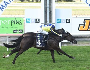 Son of Vadamos impressive on debut
