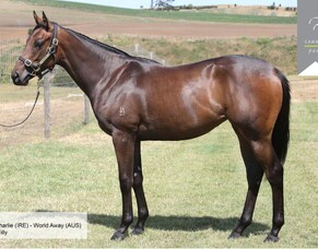 SHARES AVAILABLE | Lot 964 - Myboycharlie (IRE) &ndash; World Away (AUS), Filly