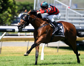 Te Rapa test for Derby favourite