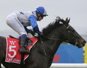 Dark Destroyer ruled out of Arrowfield Stud Plate