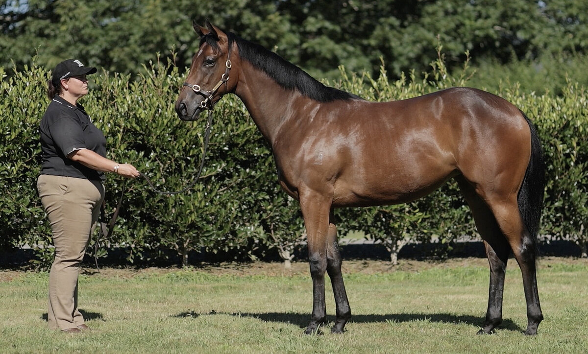 Wexford Stables | Shares Available - Beautiful Staying Filly