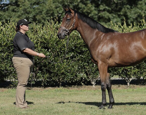 Shares Available - Beautiful Staying Filly