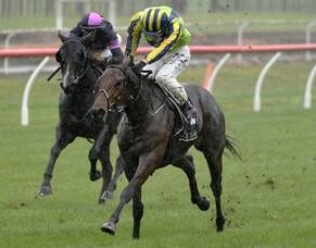 Wexford three-year-olds rise in torrid Tauranga conditions