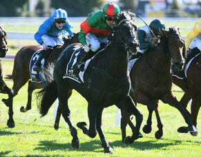 Geriatrix Brisbane bound