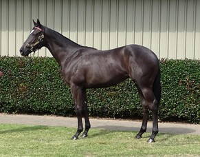 SHARES AVAILABLE | Lot 720 - Showcasing (GB) &ndash; Lutry (AUS), Filly