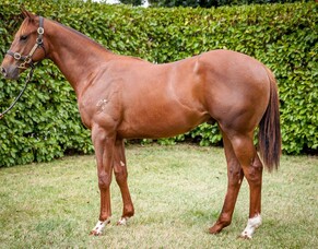 SHARES AVAILABLE | Lot 748 - Trust in a Gust &ndash; Montana Hilton, Colt