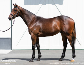 SOLD - Almanzor Colt