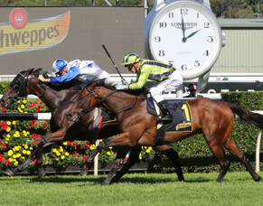 Quality Stayer Primed for Sydney Cup Assault