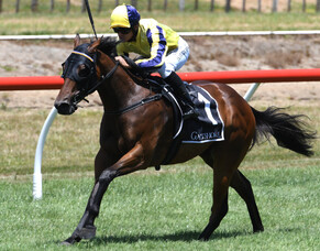 Wexford juvenile times Karaka Million run to perfection