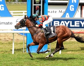 Derby winner makes the most of Tauranga outing
