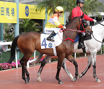 Lisa's homebred thoroughbred, Lucky Fun. Winner of three races in Hong Kong.