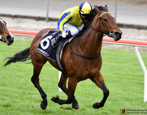 Strong Win by El Roca Filly