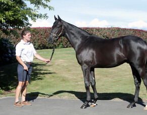 SOLD - Vadamos Colt