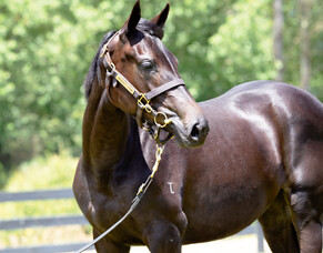 Shares Available - Karaka Million Filly