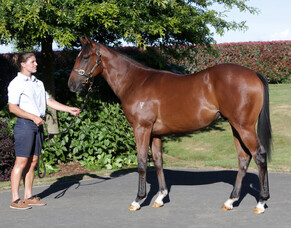 SOLD - Cracking Trade Colt