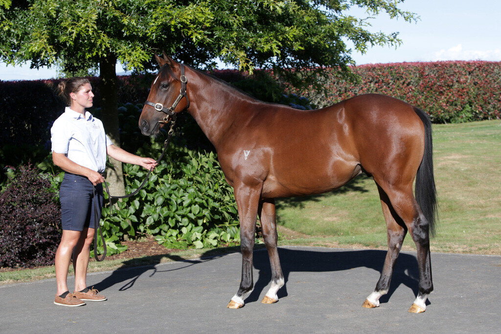 Wexford Stables | SOLD - Cracking Trade Colt