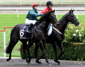 Two from Two for Wexford at Matamata
