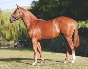 SHARES AVAILABLE | Lot 1131 - Vespa - Harmonize (AUS), Colt