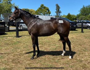 SHARES AVAILABLE | Lot 1059 - Per Incanto (USA) – Creil, Filly