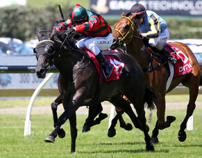 Wellington Racing Club Runners - 18/1