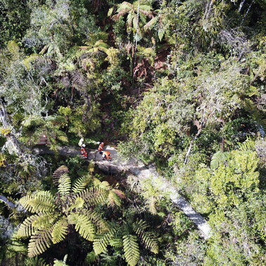 people working in forrest