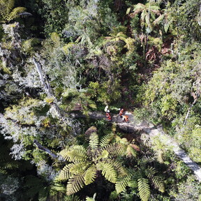 men working in forrest