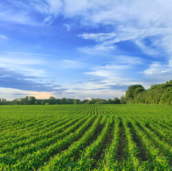crops