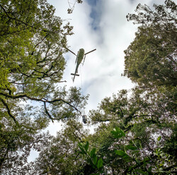 helicopter over forrest