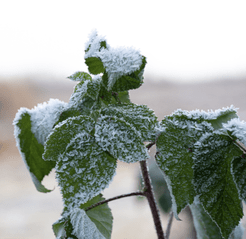 helicopter and frost