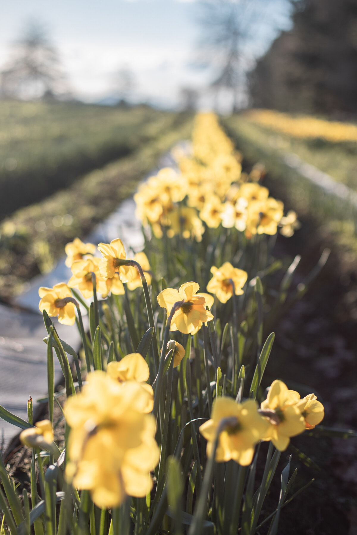 Bulk Orders Clandon Daffodils