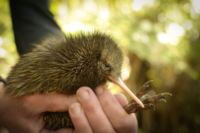 Kiwi bird being held in hands