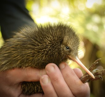 Hands holding Kiwi bird