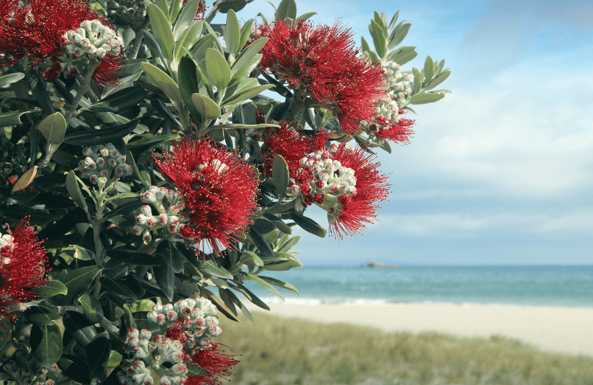 Pohutukawa Tree