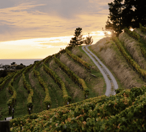 Cuvar Winery
