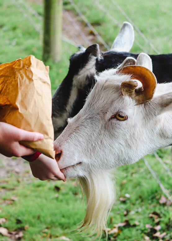 Farmyard Animals for All Ages at The Shearer's Quarters, Mini Golf Course and Maze at The Shearer's Quarters, The Shearer's Quarters Cafe in Timaru