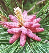 PONDEROSA PINE