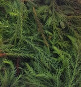 JAPANESE CEDAR (SUGI)