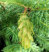 DOUGLAS FIR