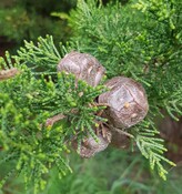 MONTEREY CYPRESS (MACROCARPA)