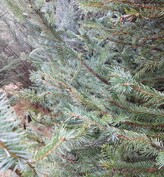 SITKA SPRUCE - UNDER DEVELOPMENT