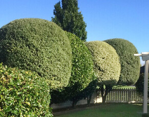 The Art of Tree Pruning: Enhancing Your Garden&#039;s Aesthetics