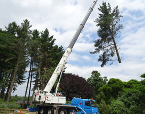 When and Why to Remove a Tree: Expert Guidance for Homeowners