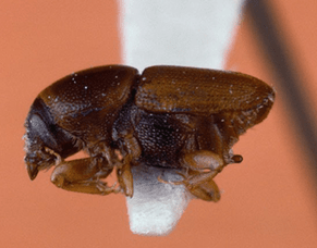 Dutch Elm Disease